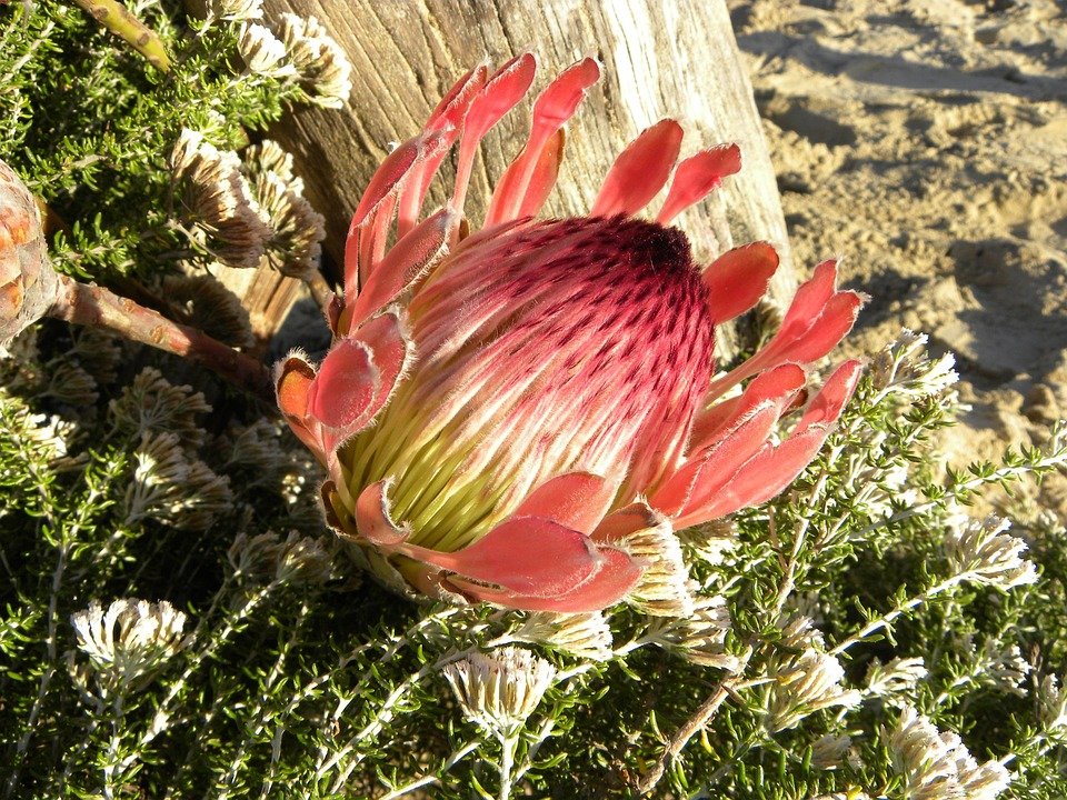 honeypot token checker